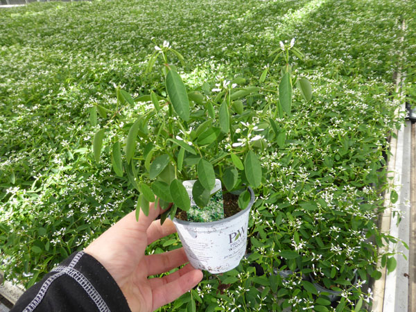 T10 Euphorbia  (1)