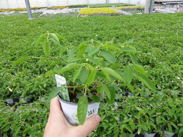 T10 Euphorbia (1)