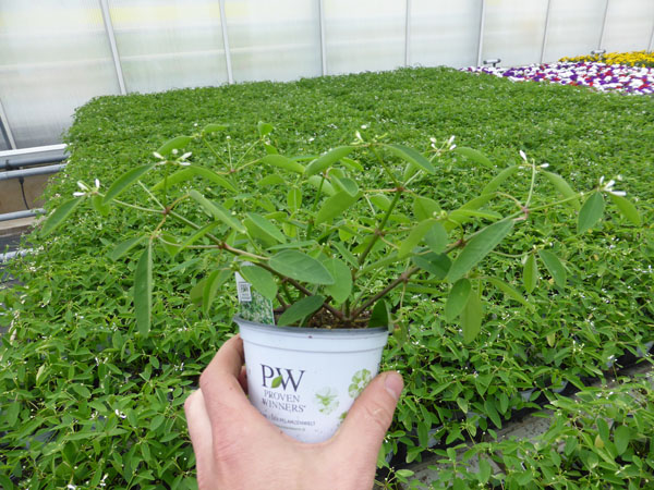 T10 Euphorbia (3)