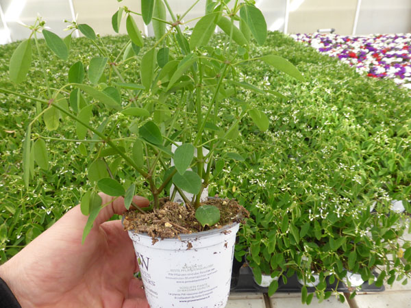 T10 Euphorbia (2)