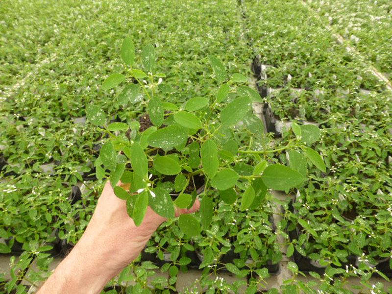 T10 Euphorbia (5)