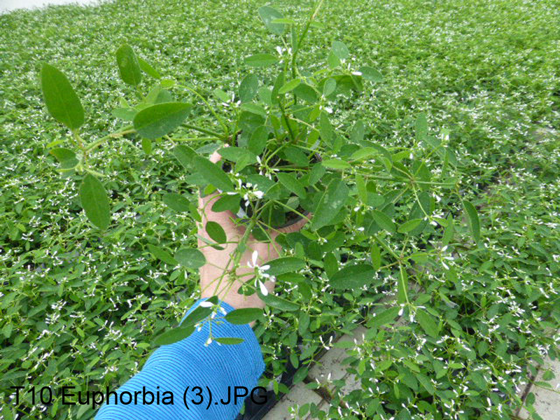 T10 Euphorbia (3)