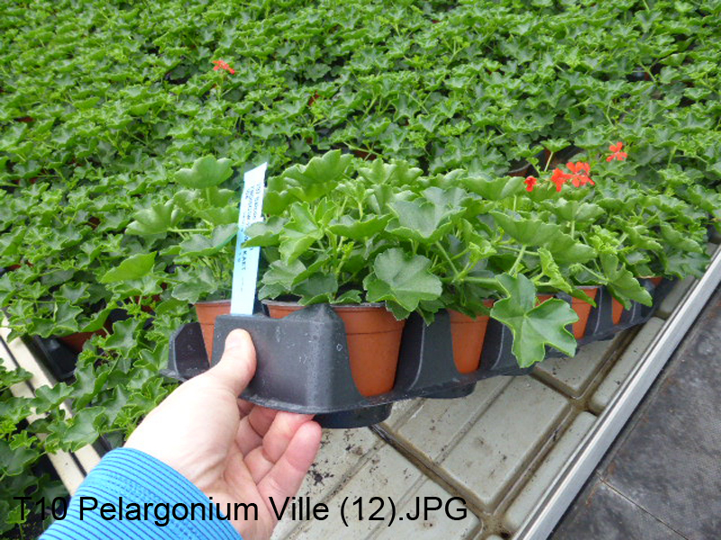 T10 Pelargonium Ville (12)