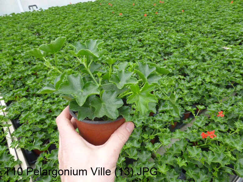 T10 Pelargonium Ville (13)