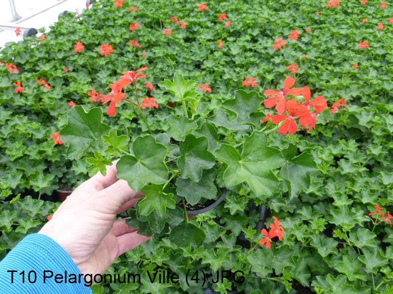 T10 Pelargonium Ville (4)