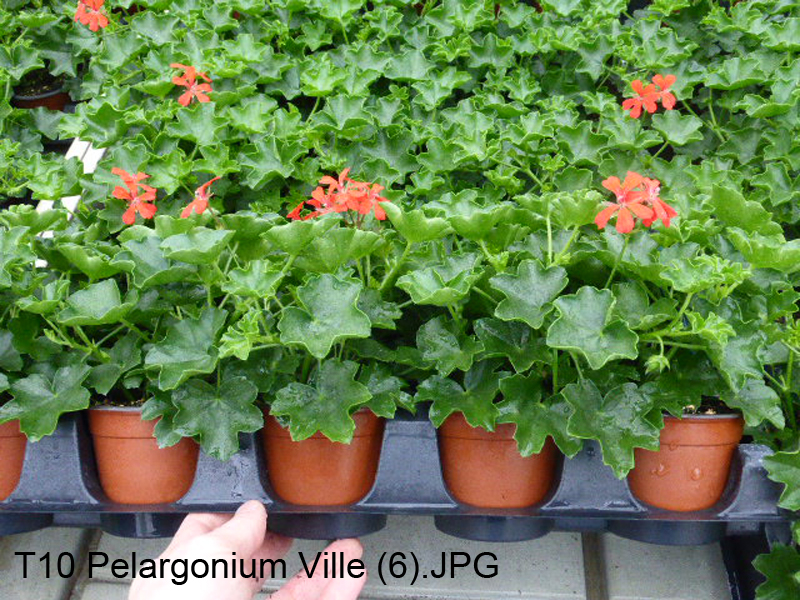 T10 Pelargonium Ville (6)