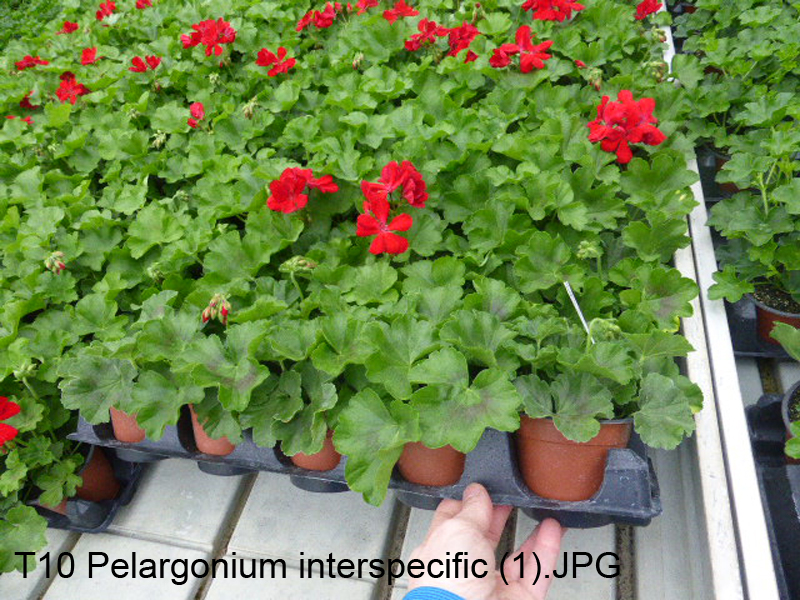 T10 Pelargonium interspecific (1)