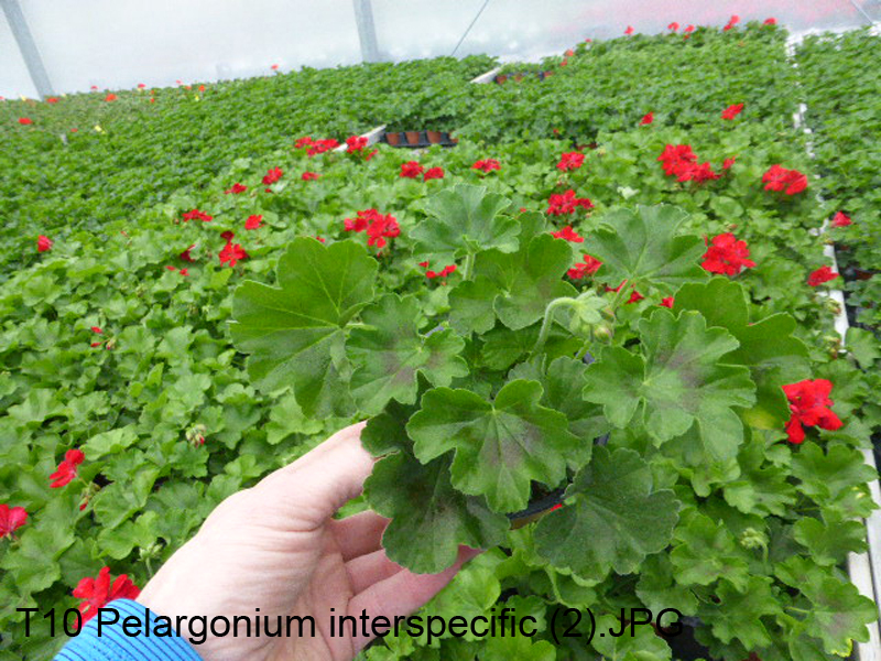 T10 Pelargonium interspecific (2)