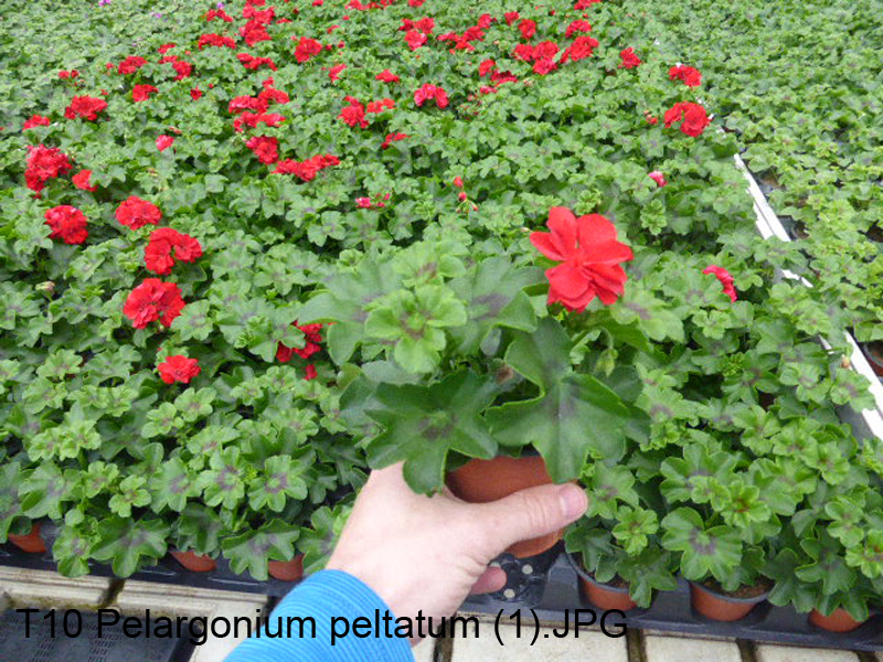 T10 Pelargonium peltatum (1)
