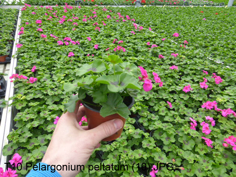 T10 Pelargonium peltatum (10)