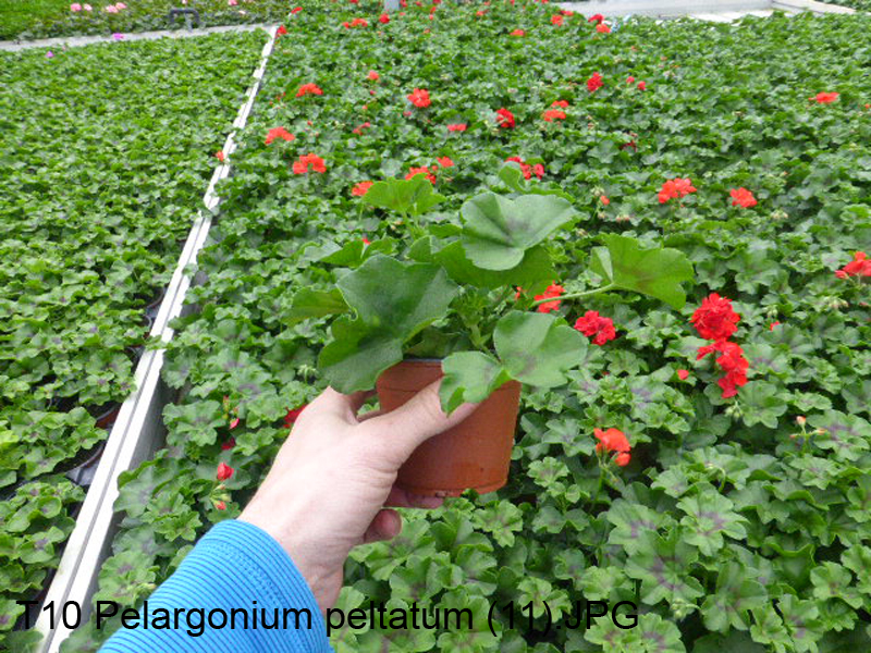 T10 Pelargonium peltatum (11)