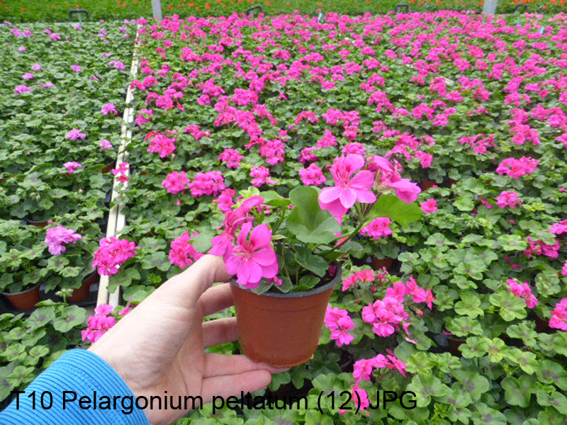 T10 Pelargonium peltatum (12)
