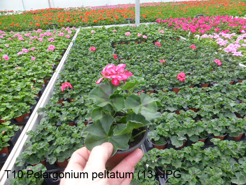 T10 Pelargonium peltatum (13)