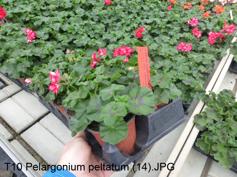 T10 Pelargonium peltatum (14)