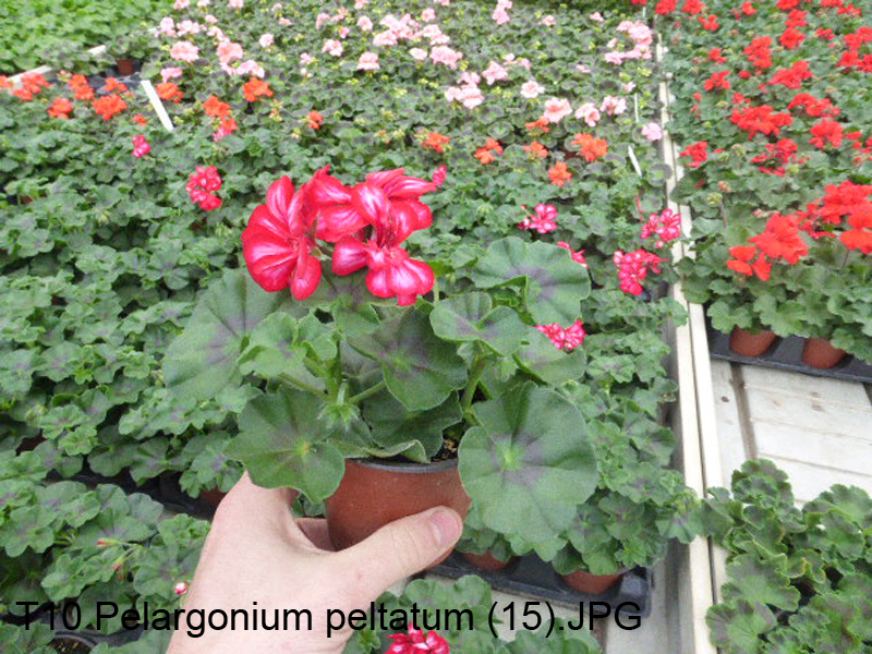 T10 Pelargonium peltatum (15)