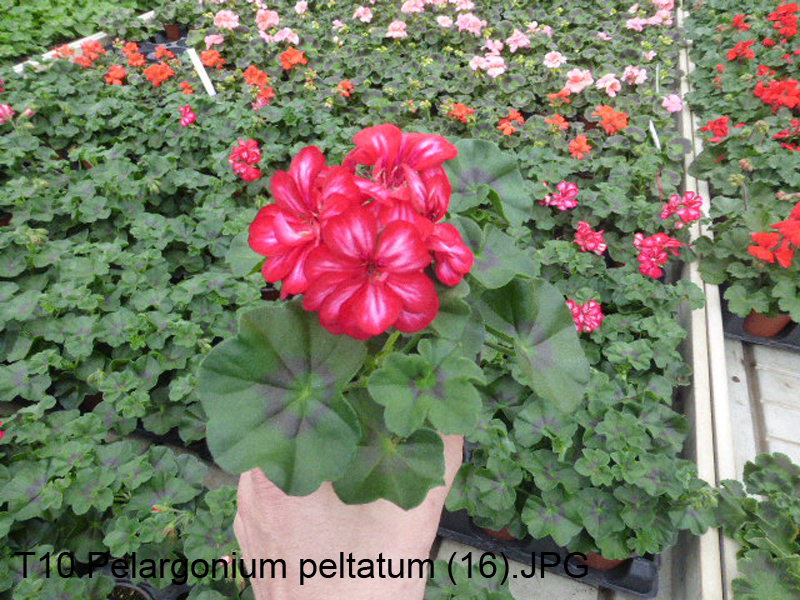 T10 Pelargonium peltatum (16)
