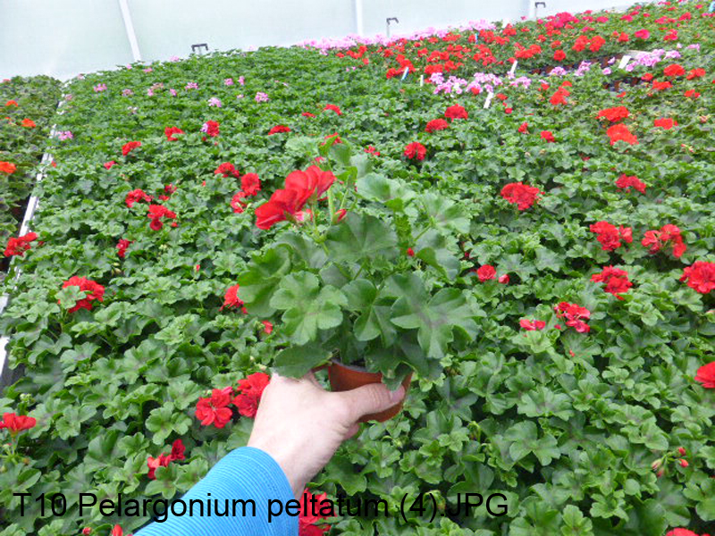T10 Pelargonium peltatum (4)