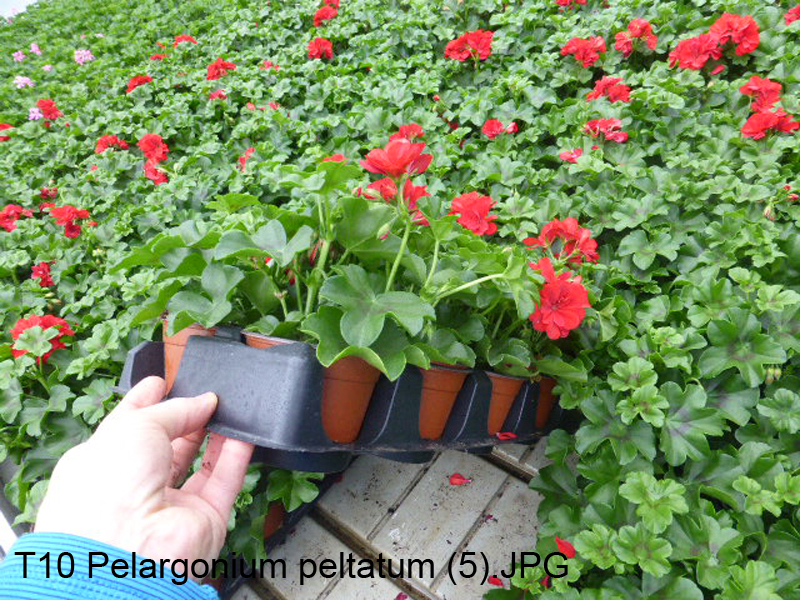 T10 Pelargonium peltatum (5)