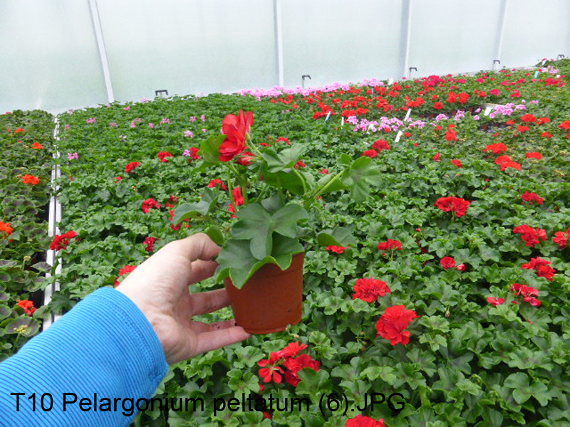 T10 Pelargonium peltatum (6)