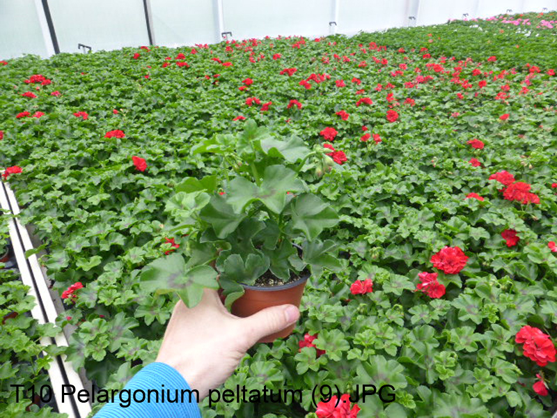 T10 Pelargonium peltatum (9)