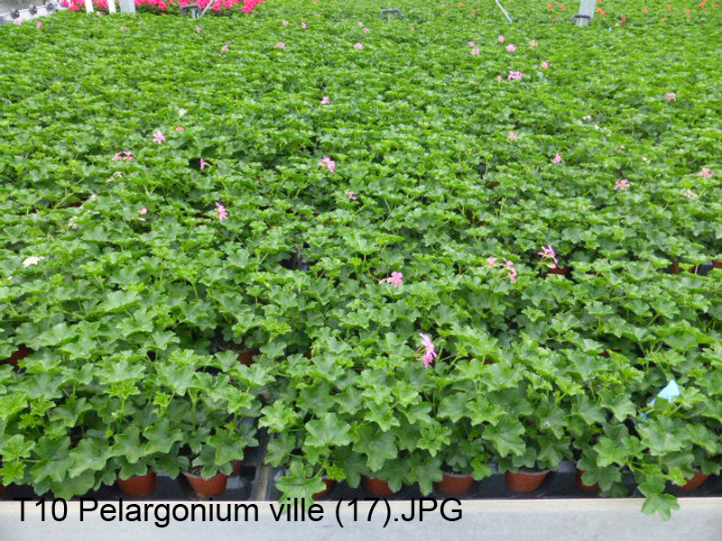 T10 Pelargonium ville (17)