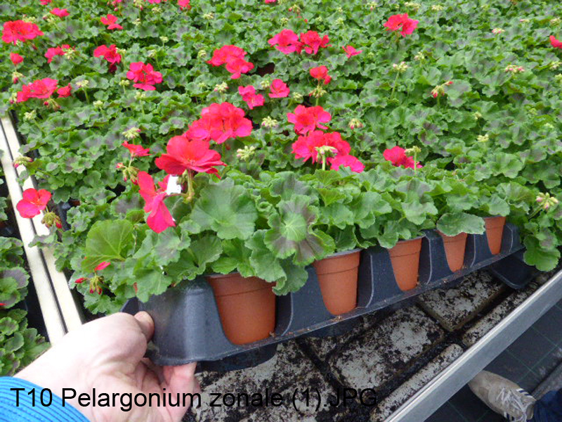 T10 Pelargonium zonale (1)