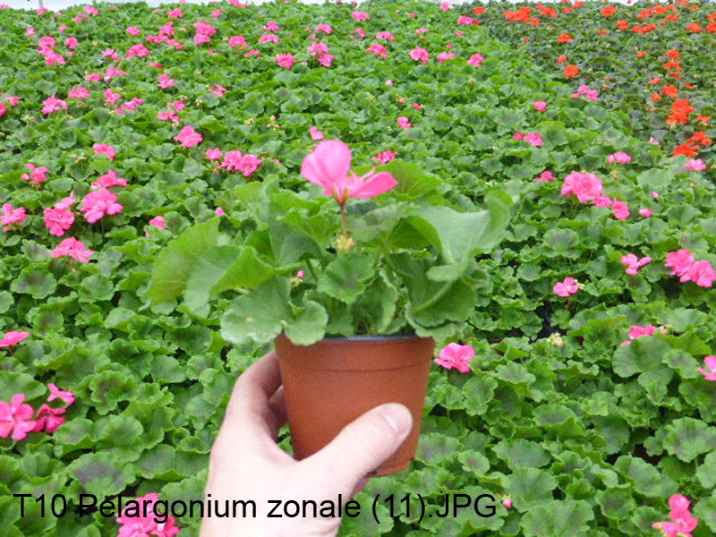 T10 Pelargonium zonale (11)