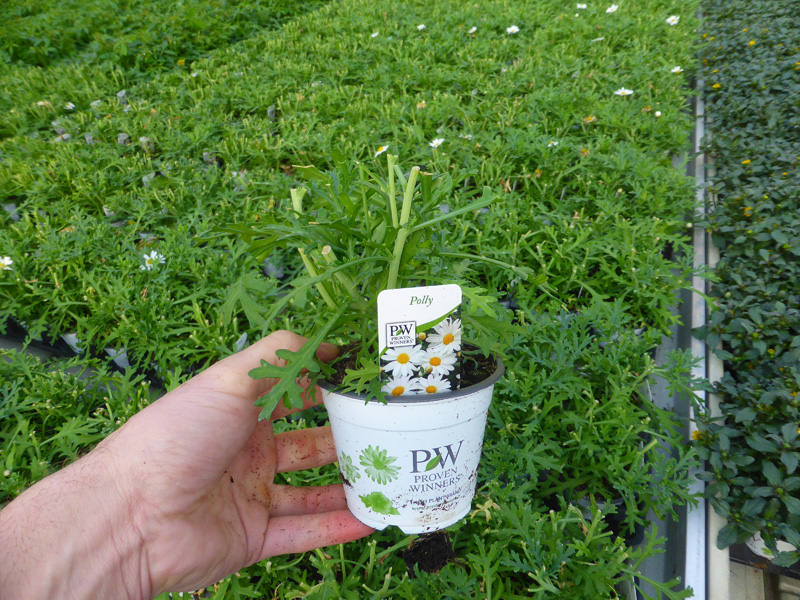 T10 Argyranthemum (1)
