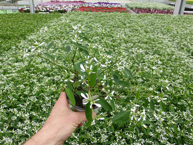 T10 Euphorbia (6)