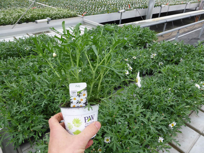 T10 Argyranthemum (1)