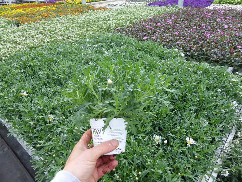 T10 Argyranthemum (5)